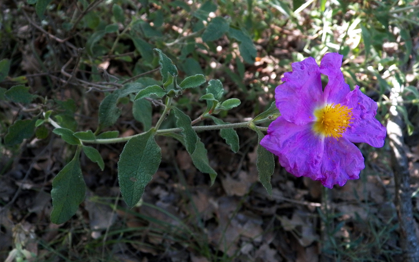Image of Cistus tauricus specimen.
