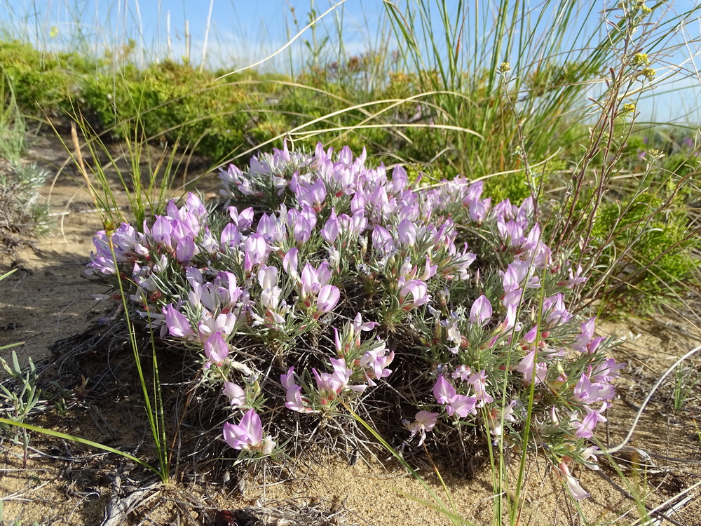 Image of Oxytropis aciphylla specimen.