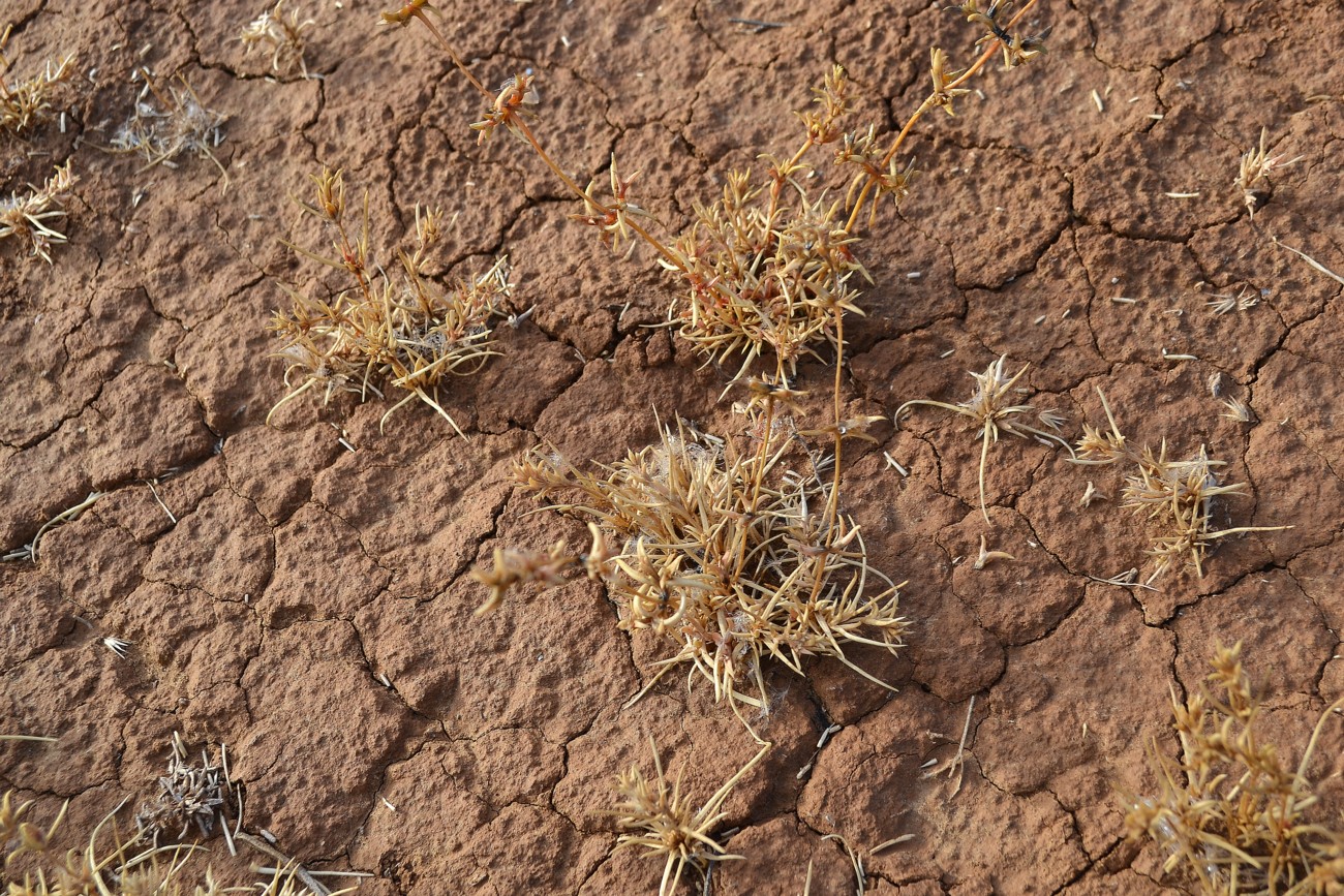 Image of Petrosimonia brachiata specimen.
