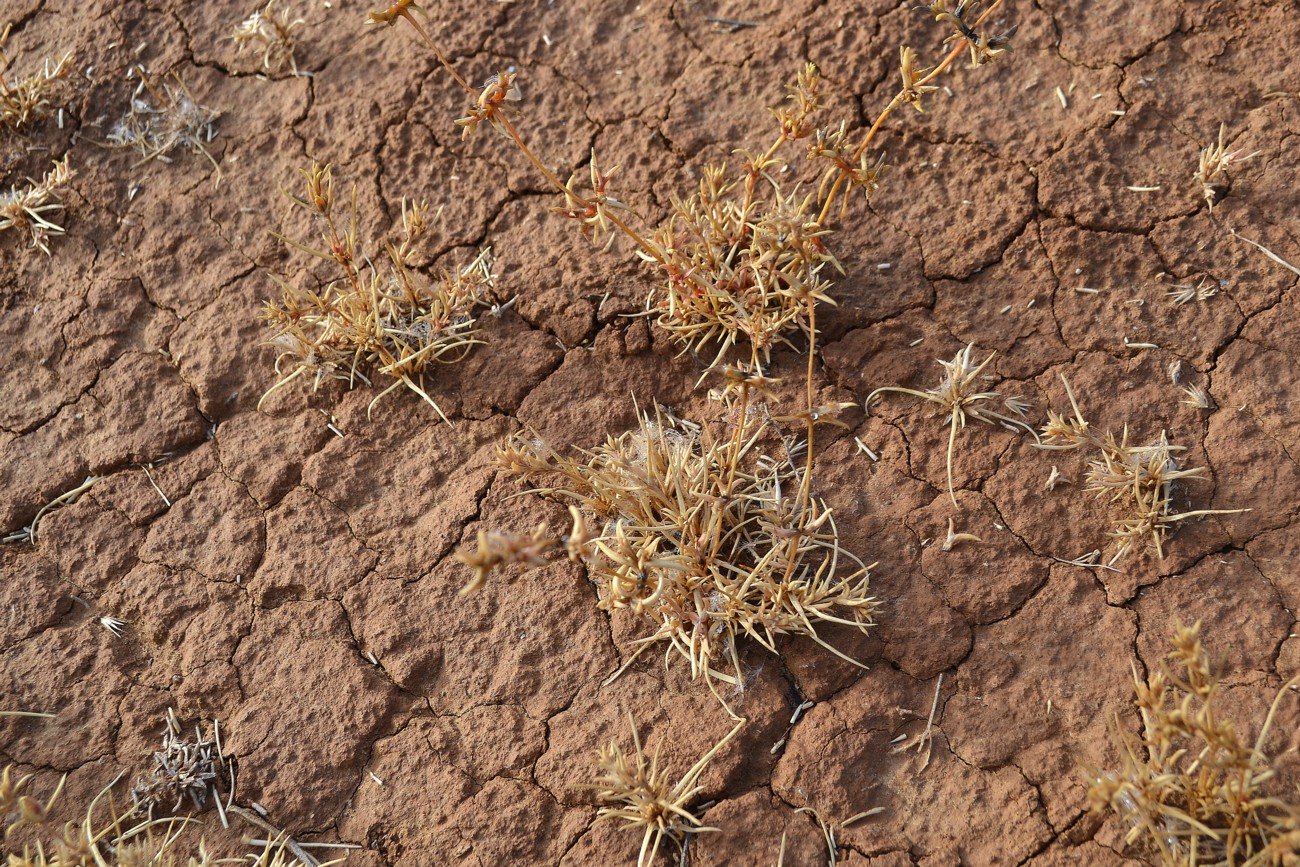 Image of Petrosimonia brachiata specimen.