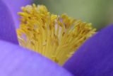 Pulsatilla patens