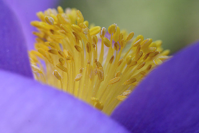 Изображение особи Pulsatilla patens.