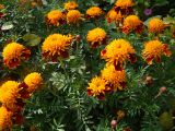 Tagetes patula. Верхушки цветущих растений. Самарская обл., Красноярский р-н, пос. Волжский, цветник. 17 августа 2013 г.