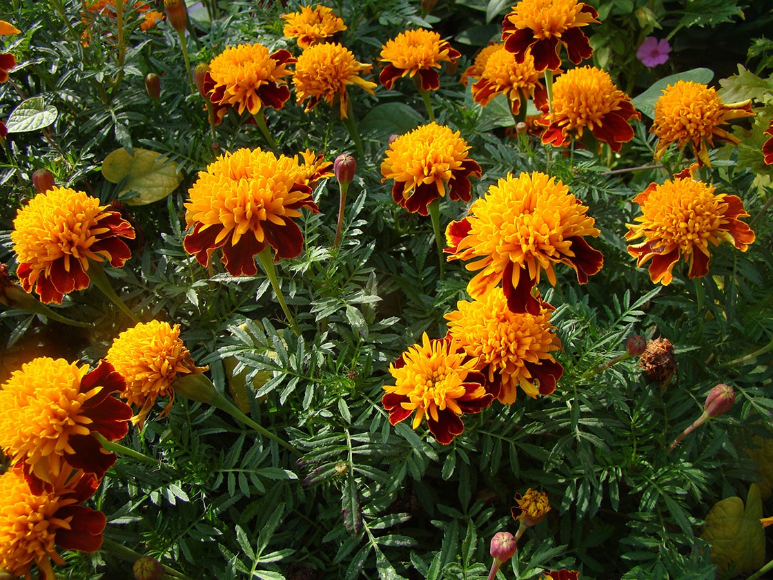 Изображение особи Tagetes patula.