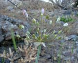 Allium iliense ssp. nuratense