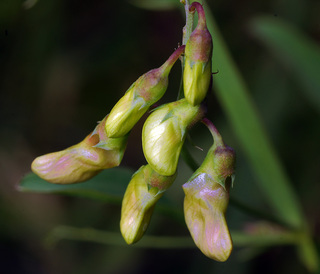 Image of Lathyrus sylvestris specimen.