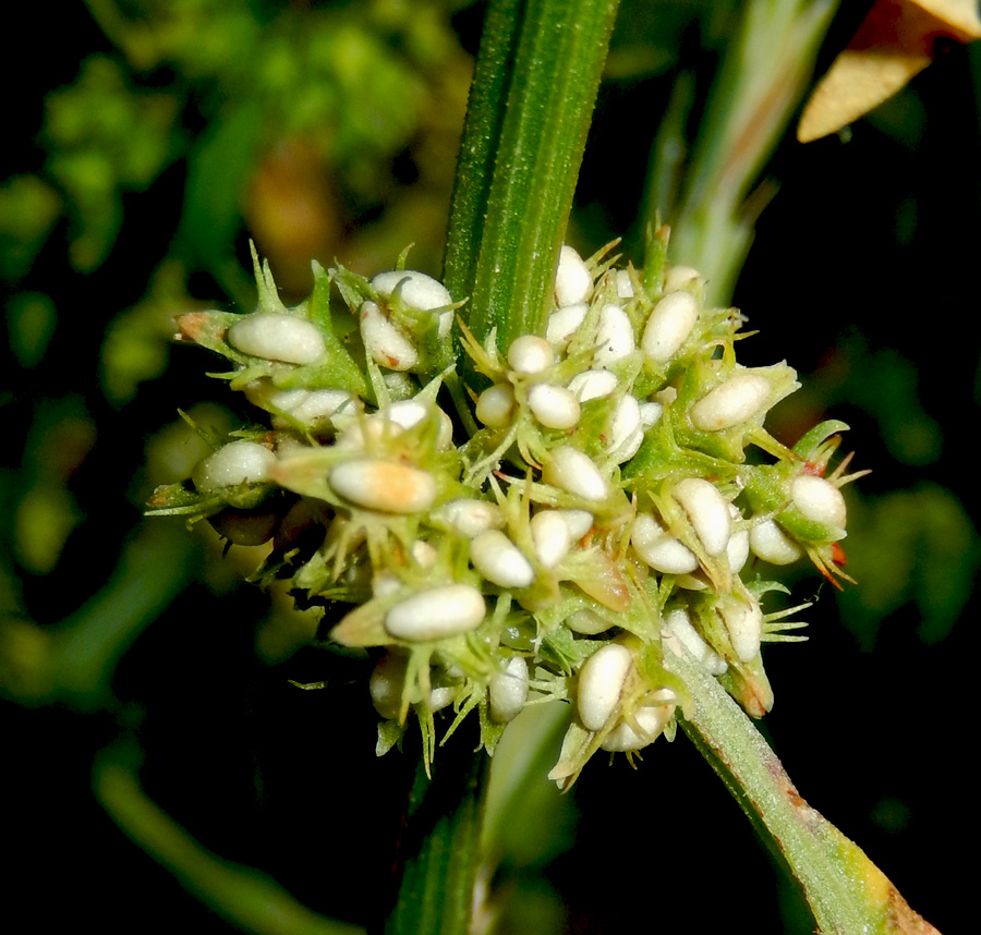 Image of Rumex halacsyi specimen.