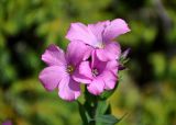 Linum hypericifolium