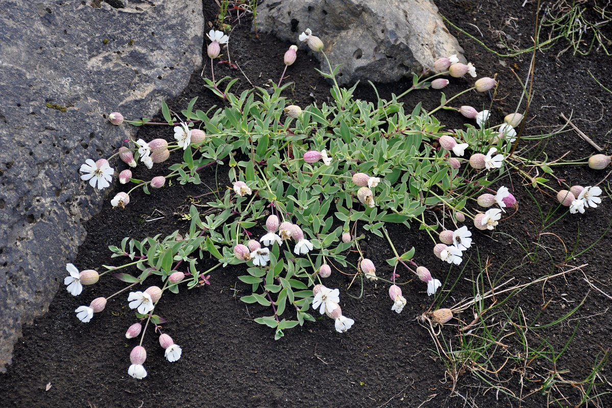 Image of Oberna uniflora specimen.