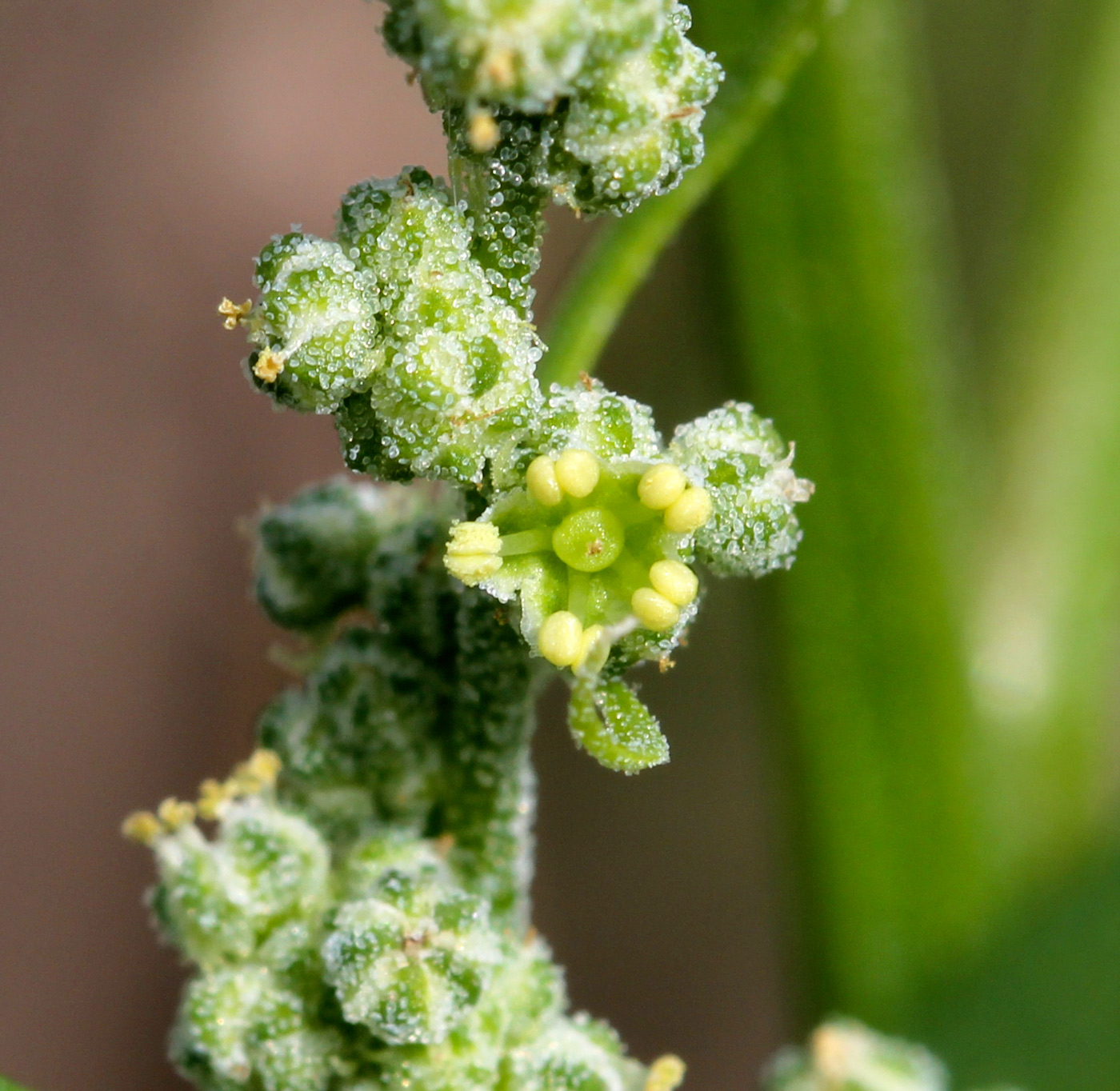 Изображение особи Chenopodium album.