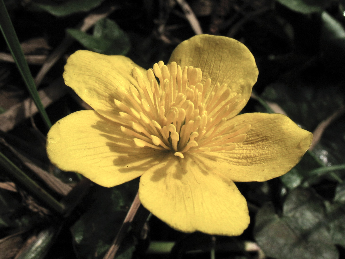 Image of Caltha palustris specimen.