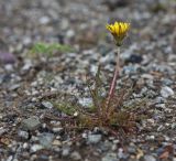 Taraxacum scariosum. Цветущее растение. Приморский край, окр. г. Находка, морское побережье. 04.06.2016.