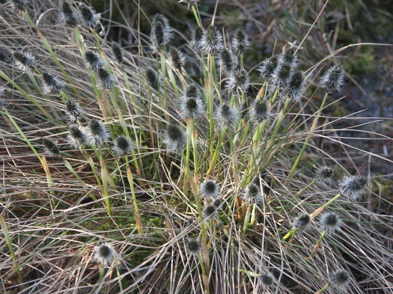 Image of Eriophorum vaginatum specimen.