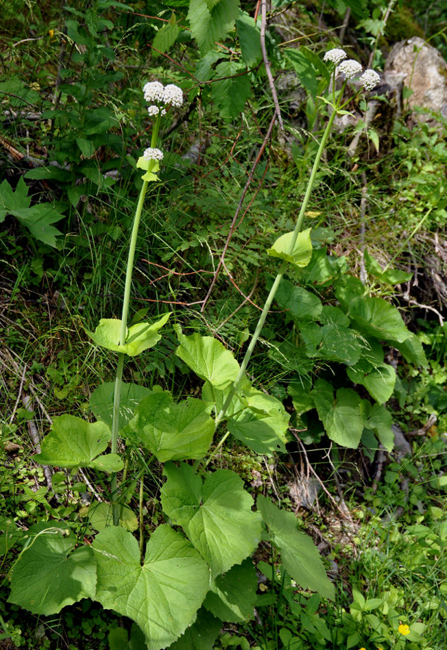 Изображение особи Valeriana alliariifolia.