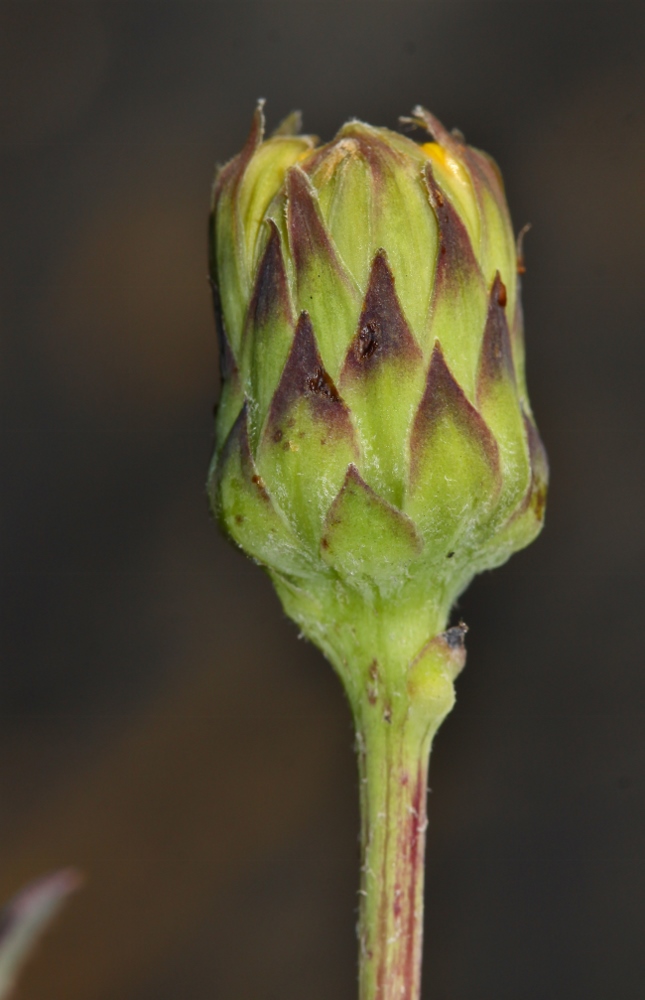 Image of Sonchus arenicola specimen.