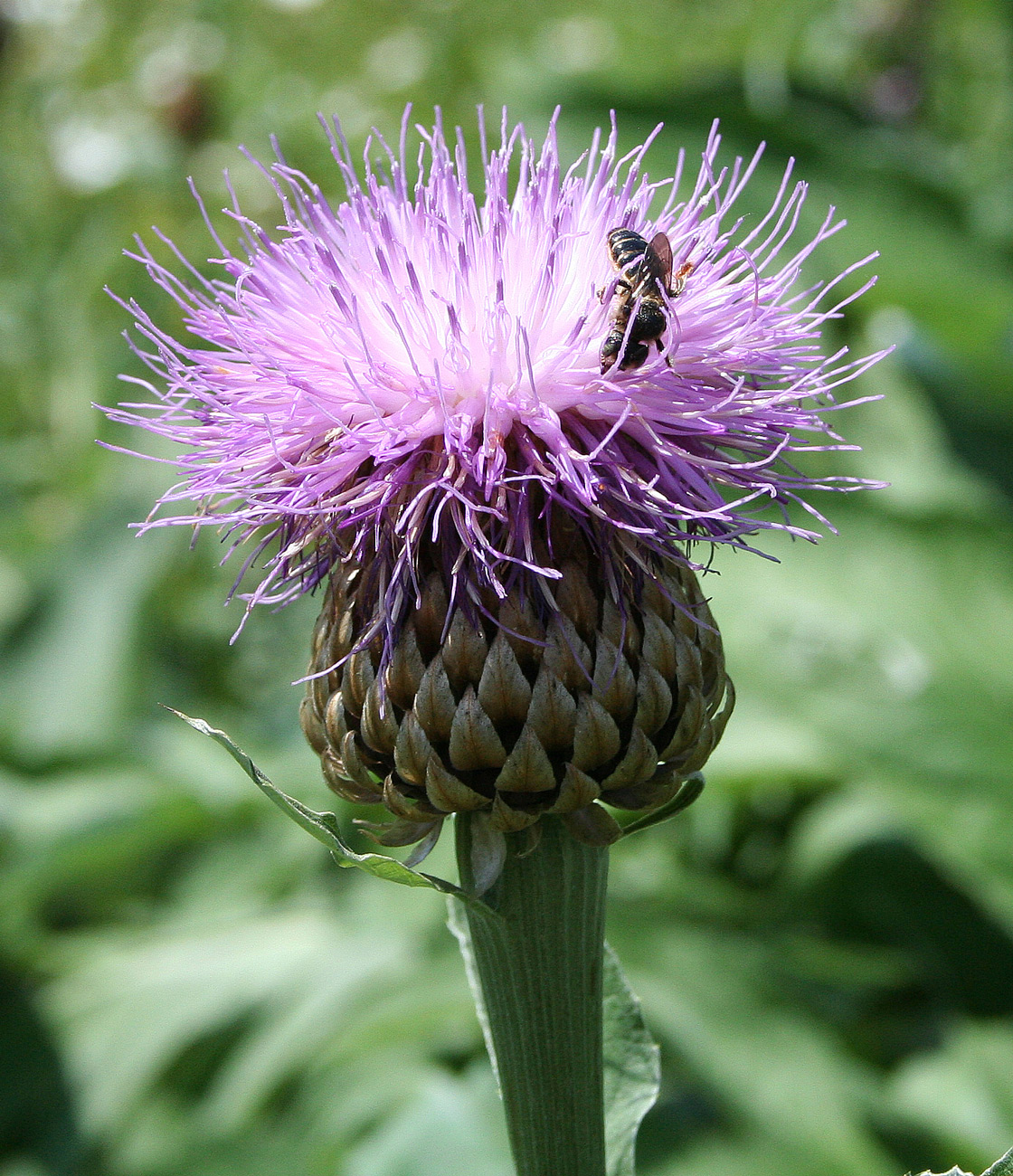 Изображение особи Stemmacantha serratuloides.