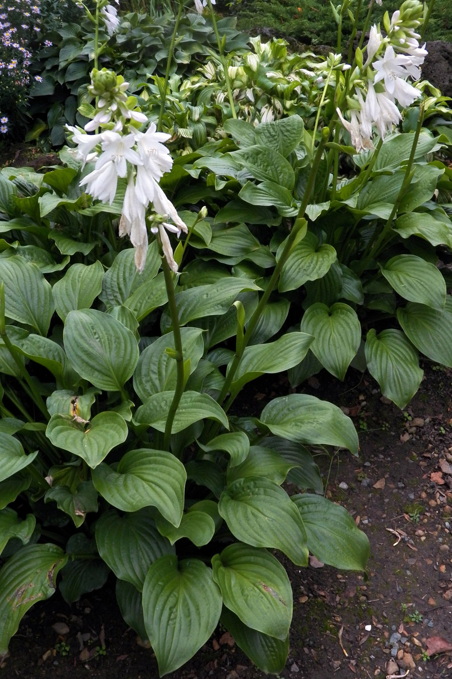 Изображение особи Hosta plantaginea.