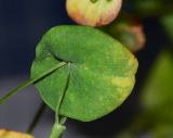 Bupleurum subovatum