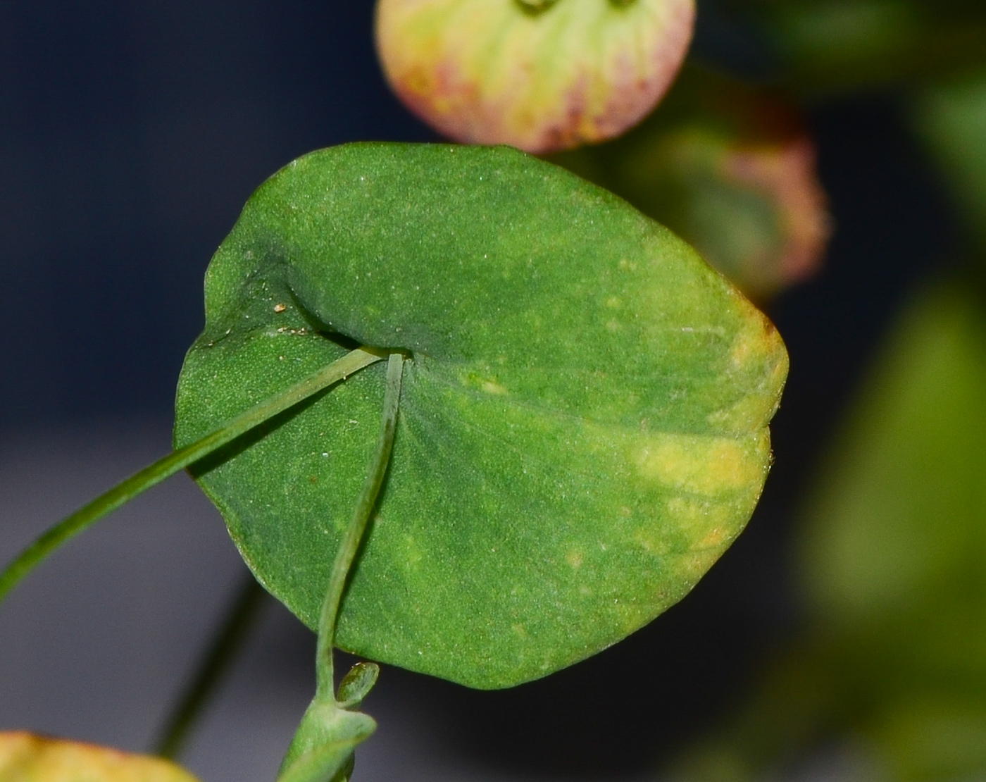 Image of Bupleurum subovatum specimen.