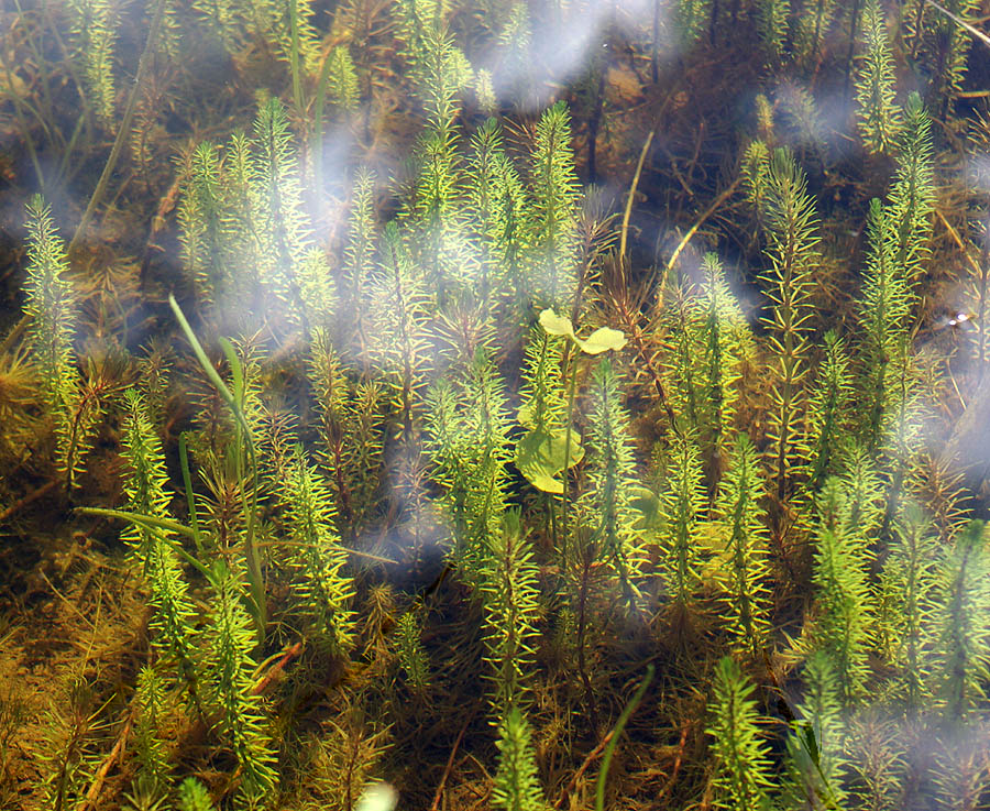 Image of Hippuris vulgaris specimen.