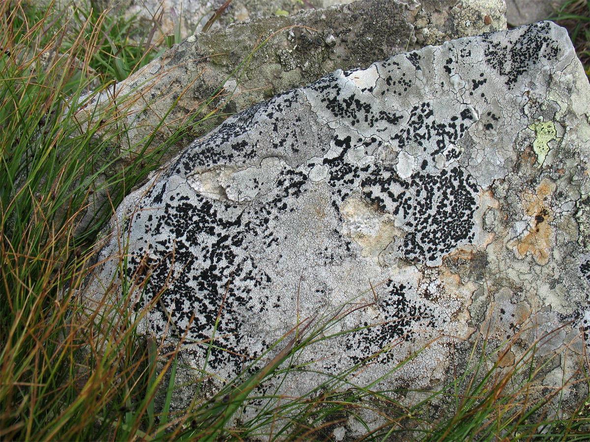 Image of familia Lecideaceae specimen.