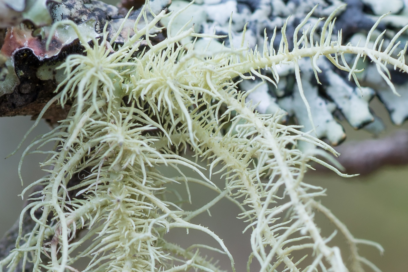 Image of Usnea hirta specimen.