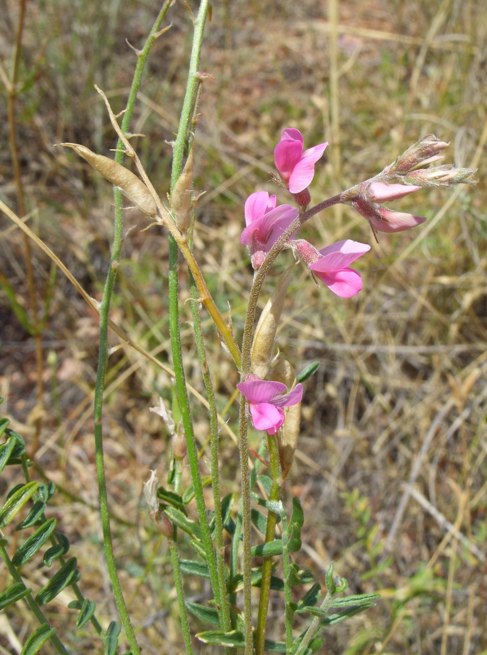 Image of Oxytropis floribunda specimen.