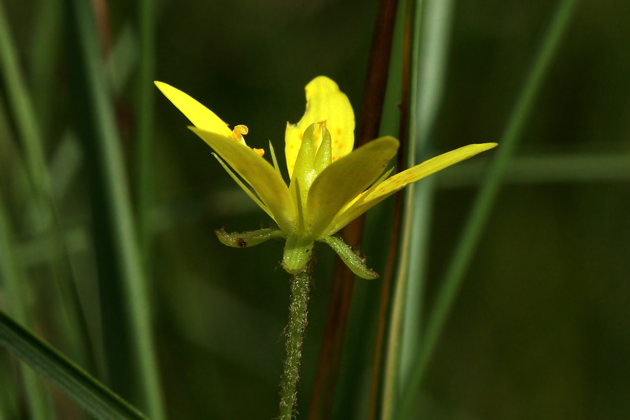 Image of Saxifraga hirculus specimen.