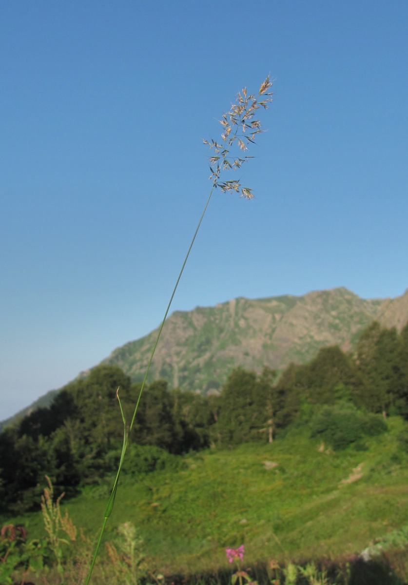 Изображение особи Trisetum flavescens.