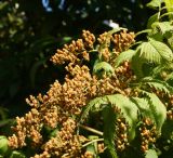 Sorbaria sorbifolia