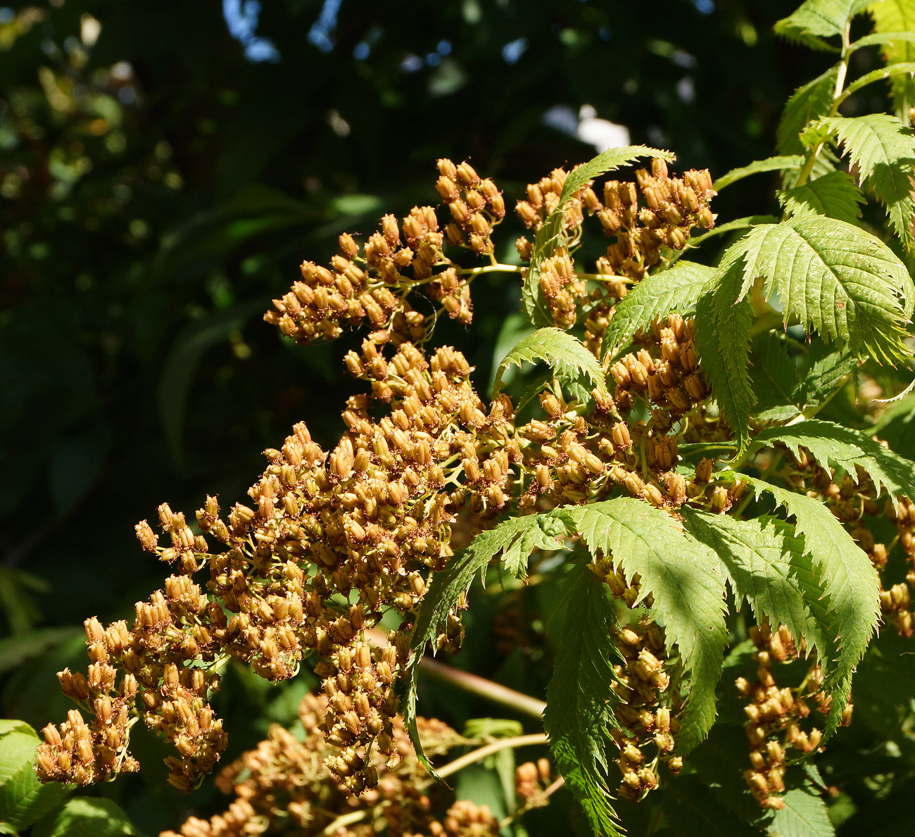 Image of Sorbaria sorbifolia specimen.