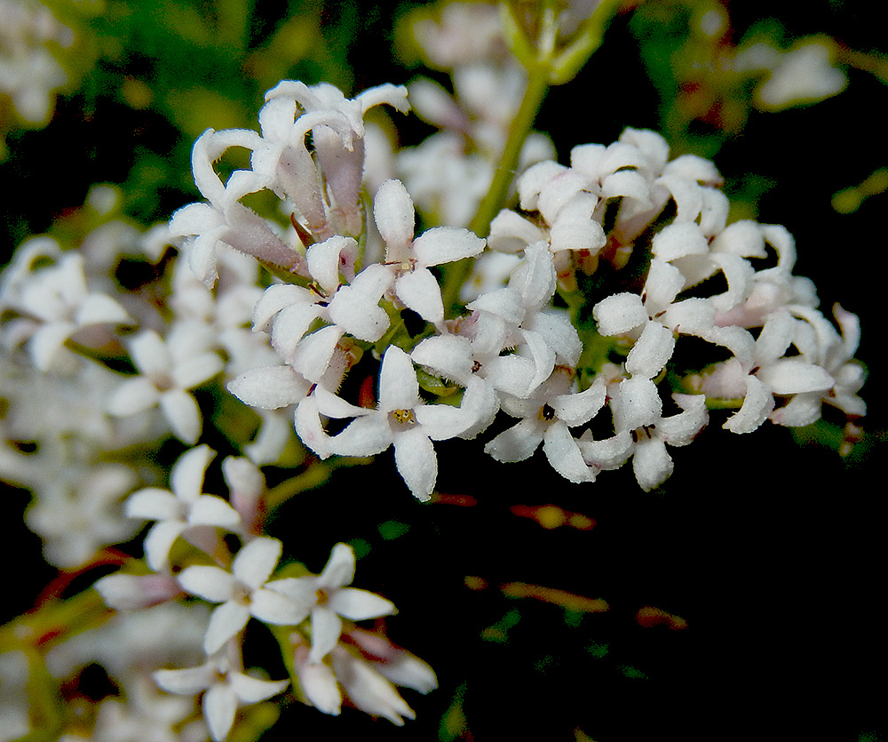 Image of Asperula lipskyana specimen.