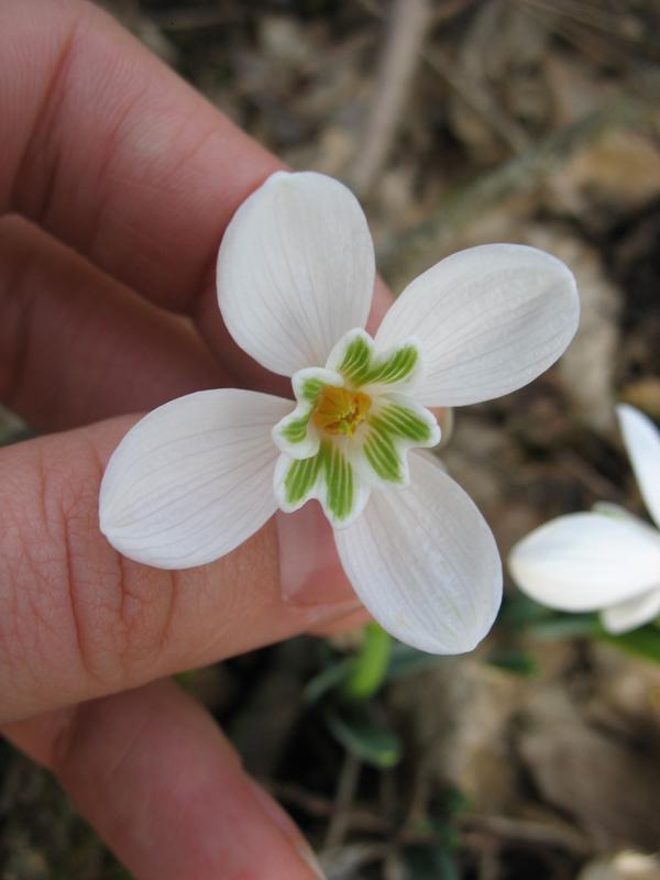 Изображение особи Galanthus caucasicus.