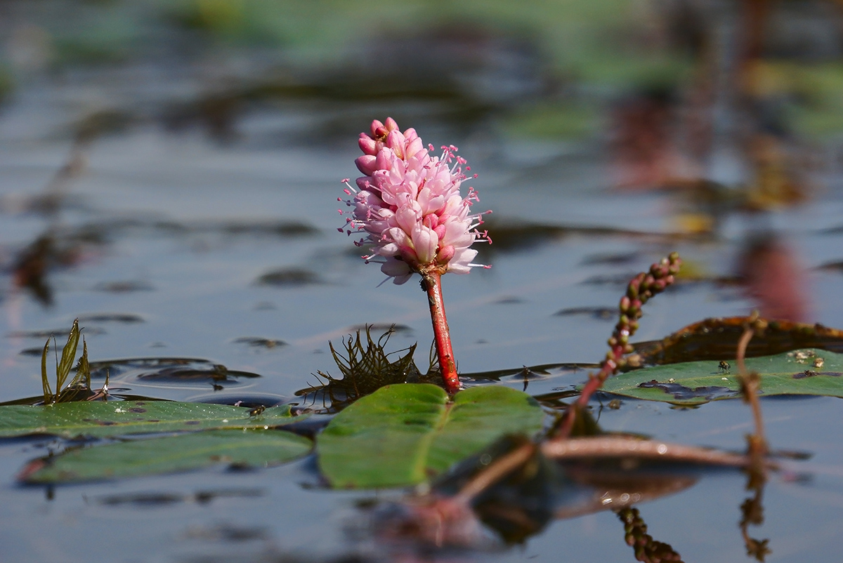 Image of Persicaria amphibia specimen.