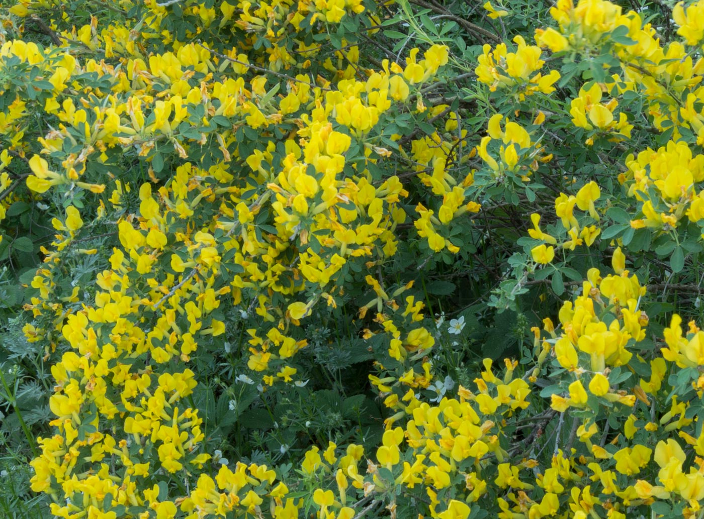 Image of Chamaecytisus ruthenicus specimen.