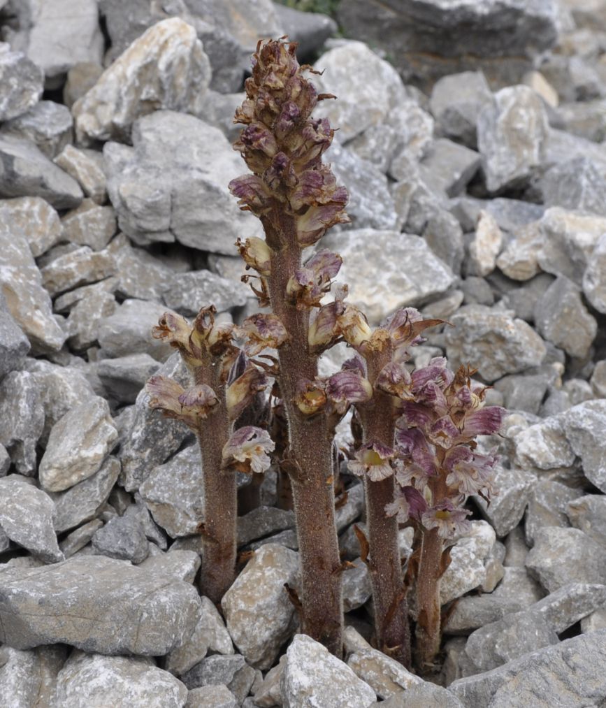 Image of Orobanche alba specimen.
