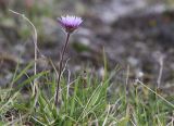 Erigeron thunbergii