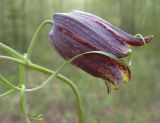 Fritillaria ussuriensis. Часть побега с цветком. Приморский край, Шкотовский р-н, окр. с. Анисимовка, в смешанном лесу. 03.05.2008.