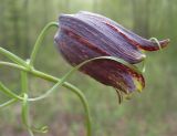 Fritillaria ussuriensis