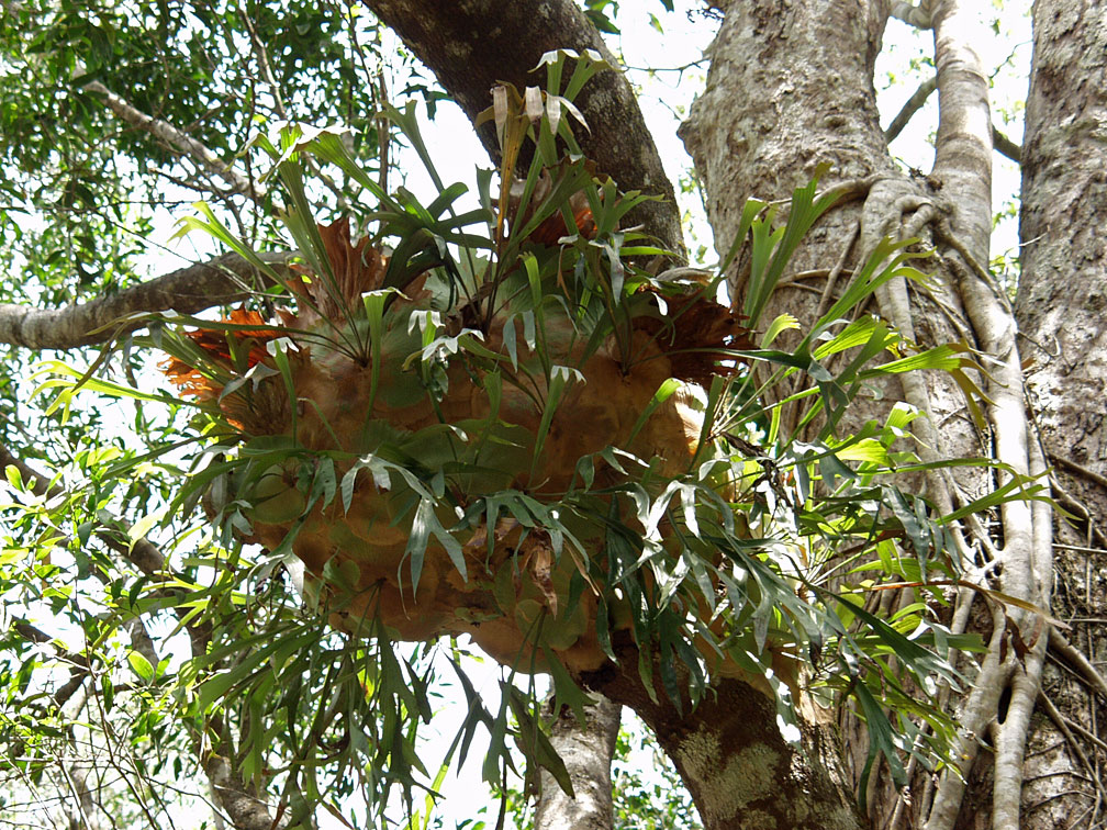 Image of Platycerium bifurcatum specimen.