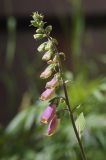 Digitalis purpurea. Верхушка расцветающего растения. Мурманск, МАГУ, в культуре. 11.07.2016.