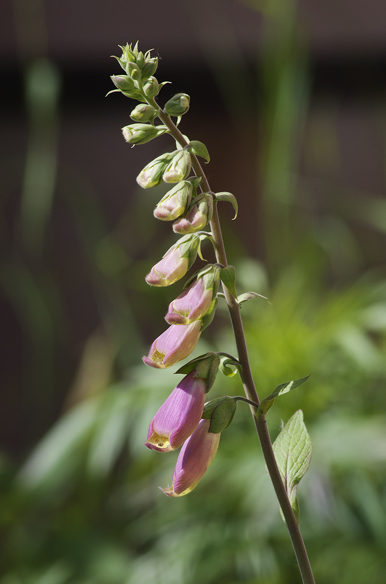 Image of Digitalis purpurea specimen.