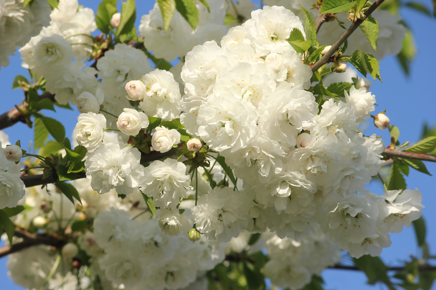 Изображение особи Prunus serrulata.