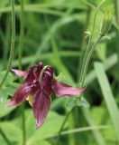 Aquilegia oxysepala