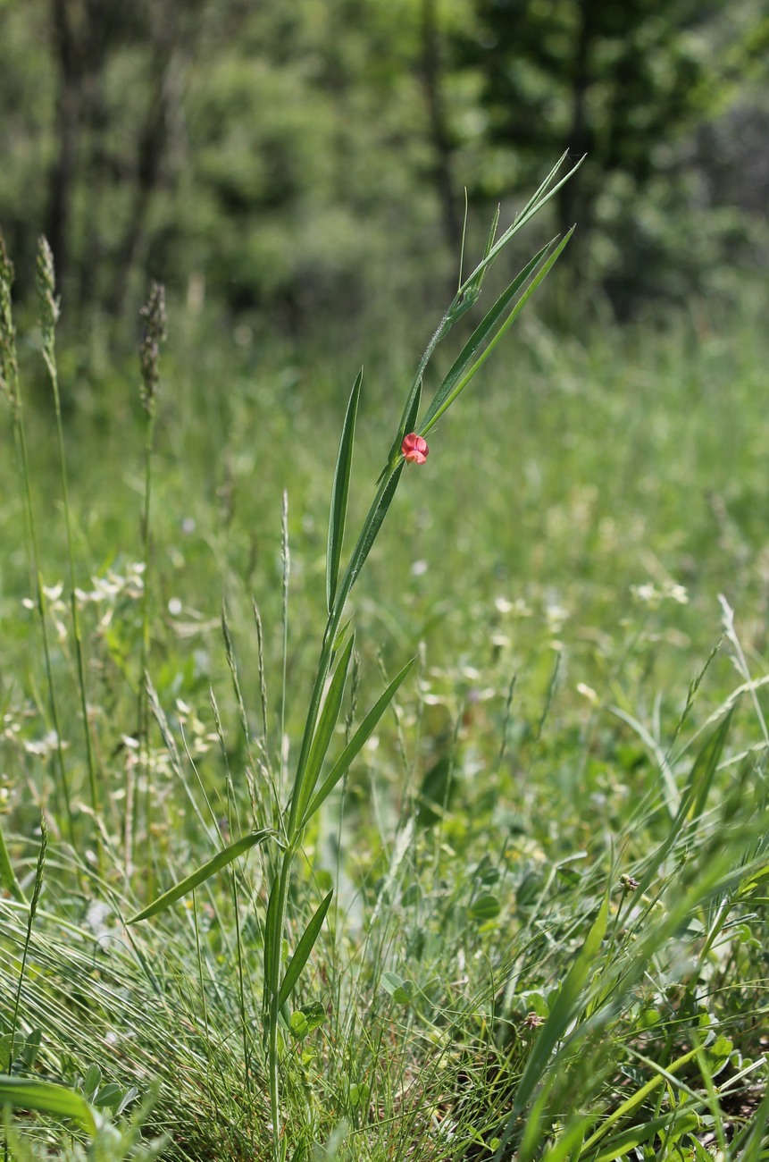 Изображение особи Lathyrus sphaericus.