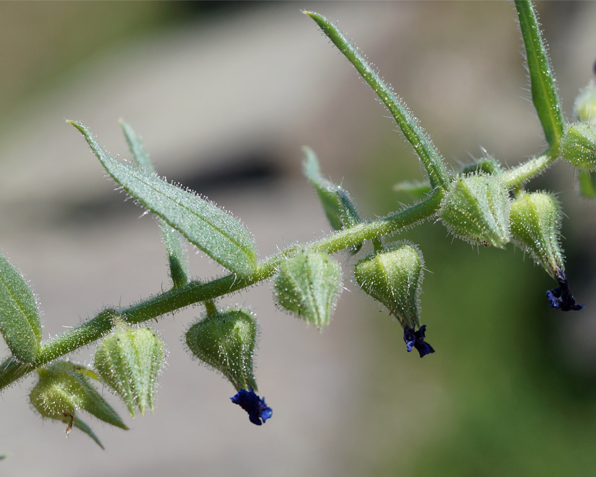 Image of genus Nonea specimen.