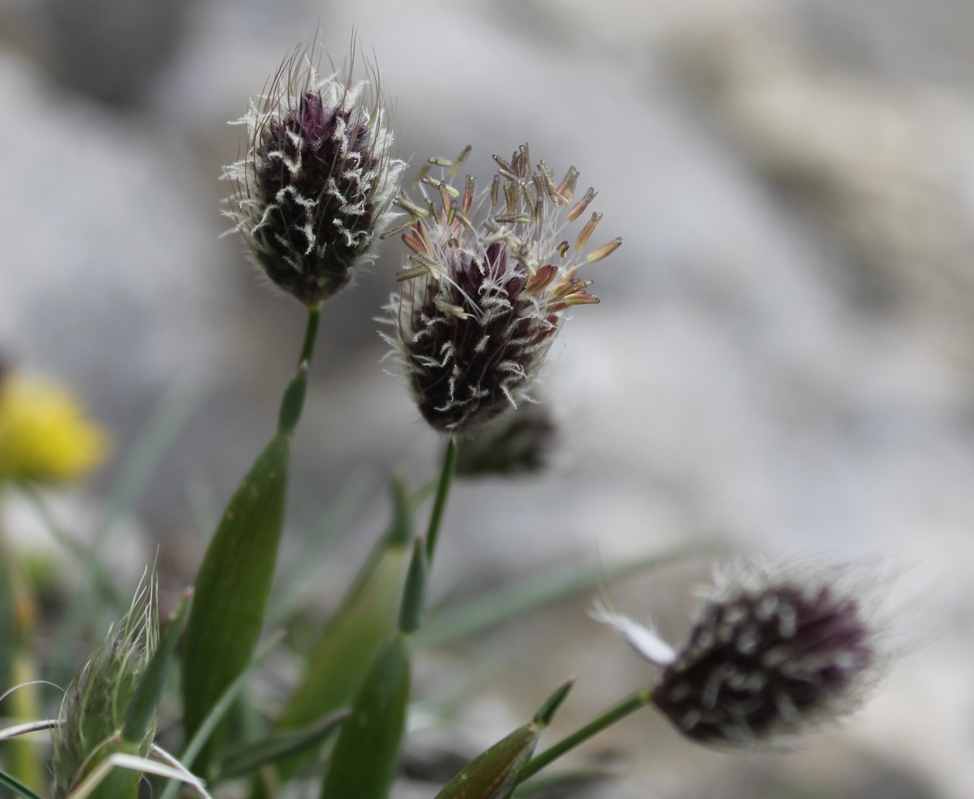 Изображение особи Alopecurus dasyanthus.