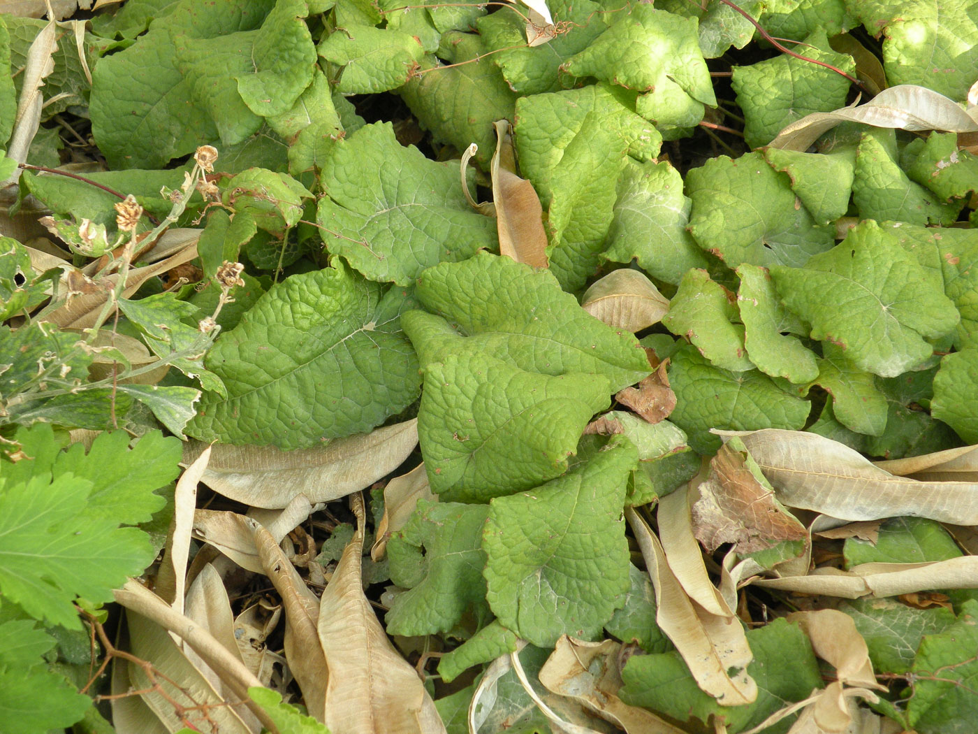 Изображение особи Antigonon leptopus.