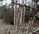 Populus tremula. Конец ветки с мужскими соцветиями. Украина, Киев, заказник \"Лесники\", боровая терраса Днепра. 10 апреля 2010 г.