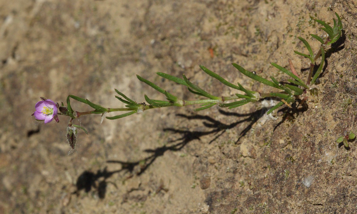 Image of Spergularia rubra specimen.